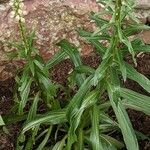 Digitalis ferruginea Hoja