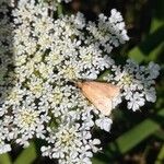 Daucus muricatus Цвят