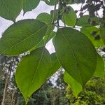 Bischofia javanica Leaf