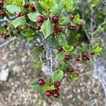 Rhamnus alaternus Fruit