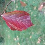 Parrotia subaequalis पत्ता