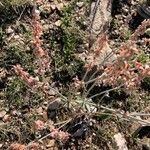 Eriogonum racemosum Arall