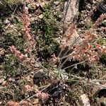 Eriogonum racemosum Otro