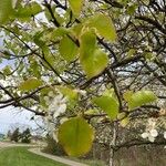 Pyrus calleryana 花