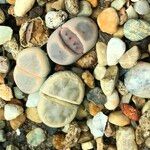 Lithops spp. 整株植物