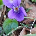 Viola suavis Blüte