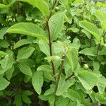 Lonicera nigra Habit