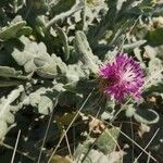 Centaurea seridisVirág