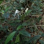 Tabernaemontana eglandulosa Habit