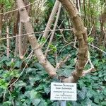 Viburnum × burkwoodii বাকল