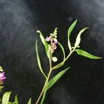 Polygala persicariifolia Хабит