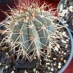 Melocactus azureus Φλοιός