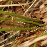 Adenophora liliifolia Bark