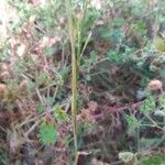 Agrostis stolonifera Blatt