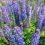 Lupinus polyphyllus Plante entière