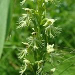 Platanthera lacera Flower