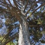 Cupressus macrocarpa 形态