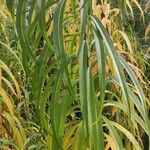 Helianthus salicifolius ഇല