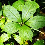 Parthenocissus quinquefolia Leaf