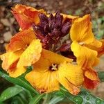 Erysimum × cheiri Floare
