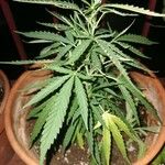 Cannabis sativa Vekstform