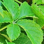 Cyphostemma hypoleucum Leaf