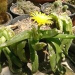 Glottiphyllum linguiforme Fuelha