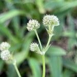 Eryngium elegans ᱵᱟᱦᱟ