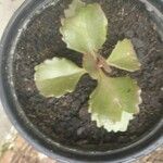 Kalanchoe sexangularis Leaf