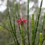 Gymnostoma poissonianum Flower