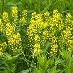 Isatis tinctoria Plante entière