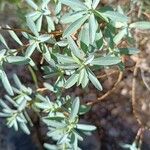 Euphorbia squamigera Folla