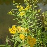 Euthamia graminifolia Flower