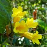 Adenocalymma marginatum Flor