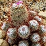 Mammillaria bombycina ᱵᱟᱦᱟ