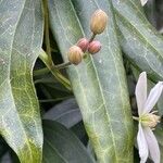 Clematis armandi Flor