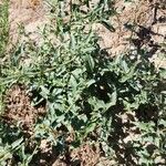 Chenopodium vulvaria Habitus