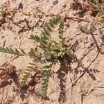 Astragalus sesameus Fruit