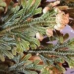 Selaginella lepidophylla Лист