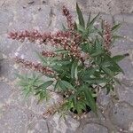 Vitex agnus-castus Ліст