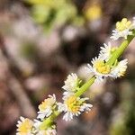 Sesamoides purpurascens 花