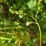 Boerhavia erecta Blüte