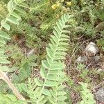 Astragalus alopecurus Blatt