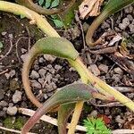 Proboscidea parviflora Fruto