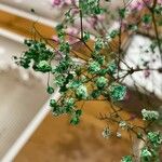 Gypsophila paniculata Flower