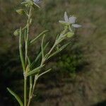 Spergularia media Leaf