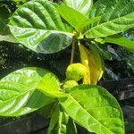 Morinda citrifolia List