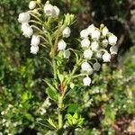Gaultheria mucronata Outro