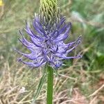 Phyteuma betonicifolium Flor