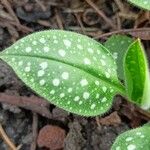 Pulmonaria officinalis পাতা